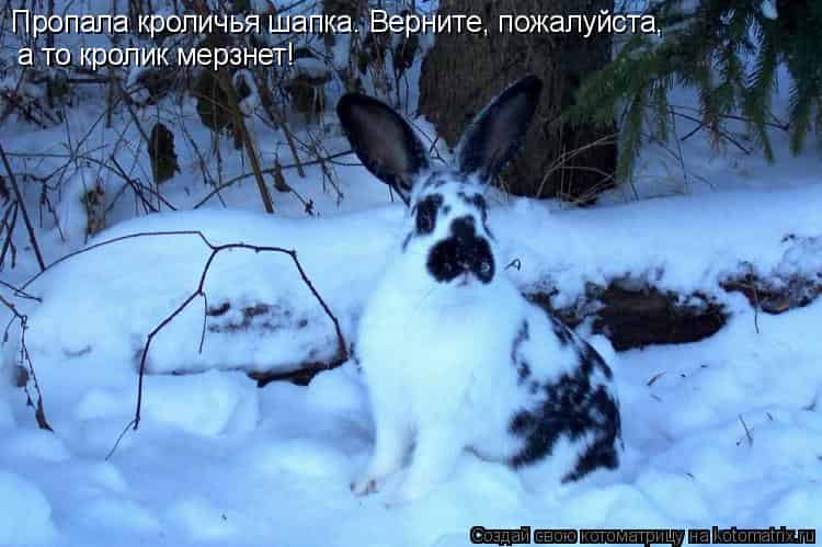 Как ухаживать за новорожденными крольчатами, уход и содержание крольчихи, можно ли трогать малышей