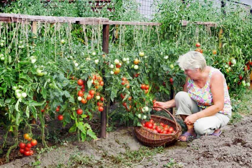 Чёрные мелкие мушки на помидорной рассаде. Как от них избавиться?