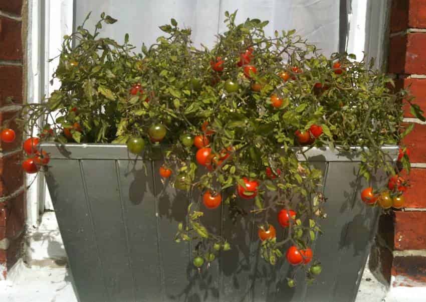 Чёрные мелкие мушки на помидорной рассаде. Как от них избавиться?