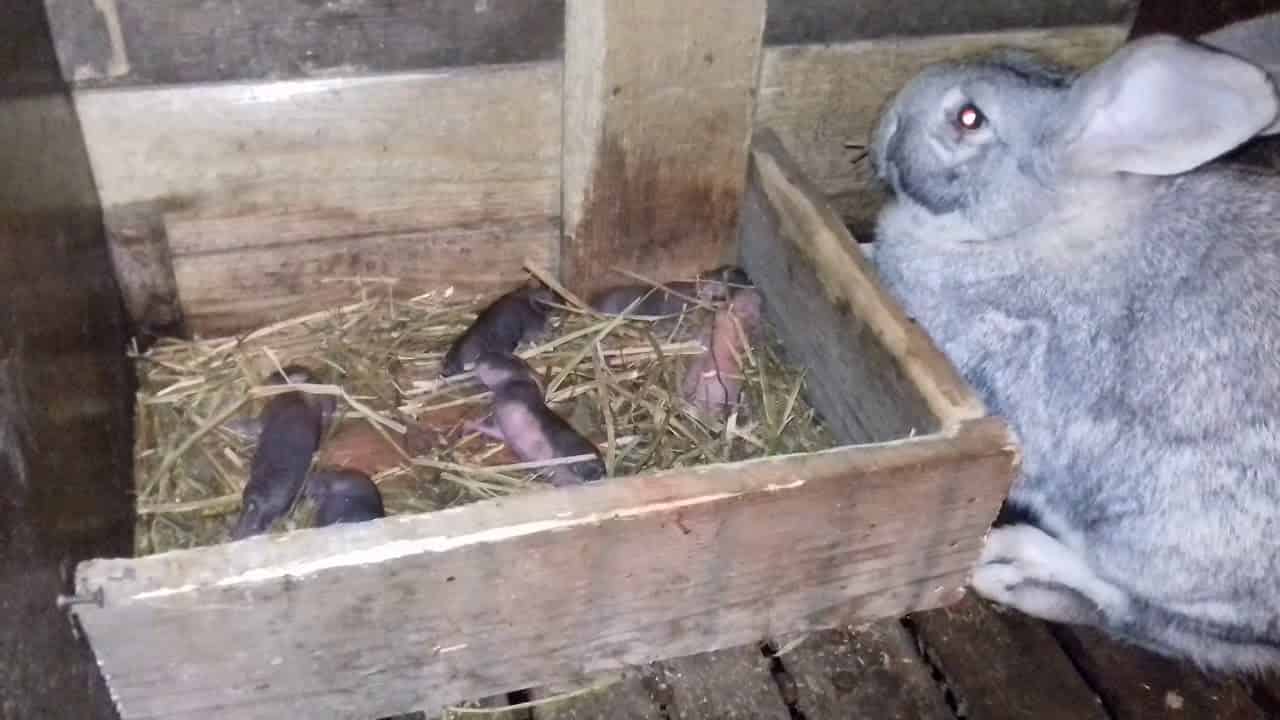 Что делать, если кролики умирают без видимых причин