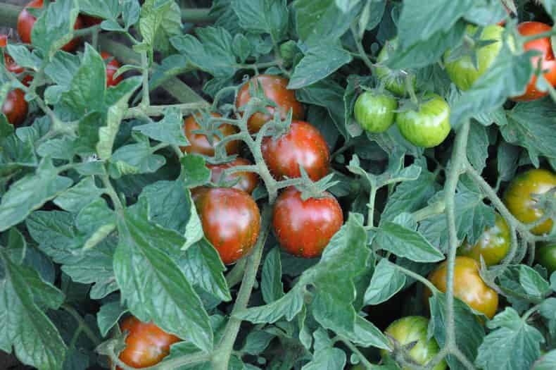 Чёрные мелкие мушки на помидорной рассаде. Как от них избавиться?