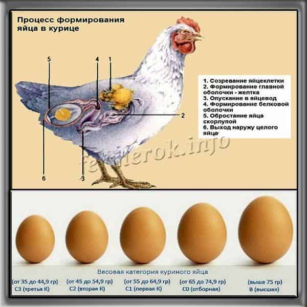Куры несут маленькие яйца: причины и что делать?