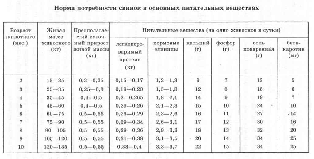 Разведение свиней: особенности содержания и питания