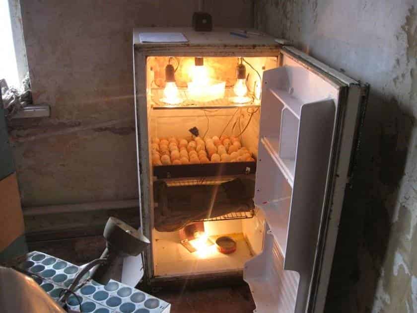 Инкубатор своими руками