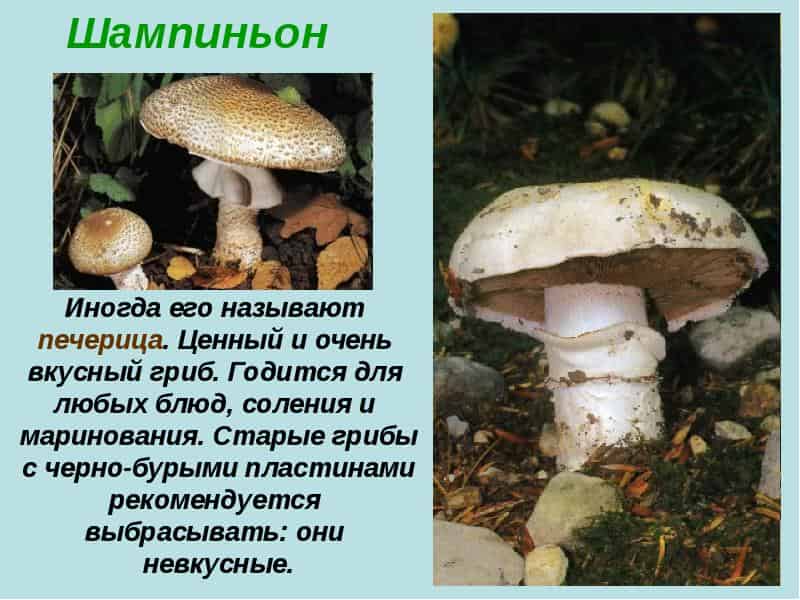 Профессиональные технологии: все секреты выращивания шампиньонов