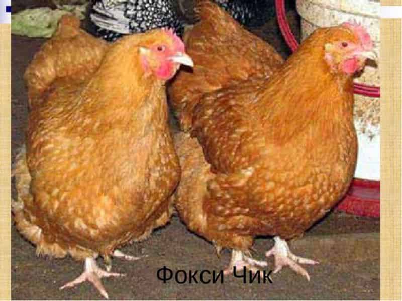 Особенности кур мясных пород