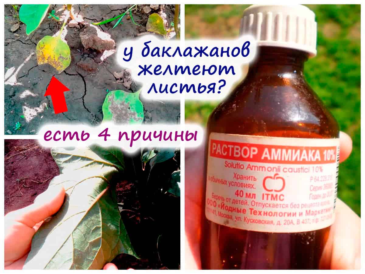 Почему у баклажанов опадают соцветия?