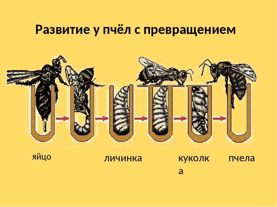Личинки пчел - стадии развития, питание, применение в лечении