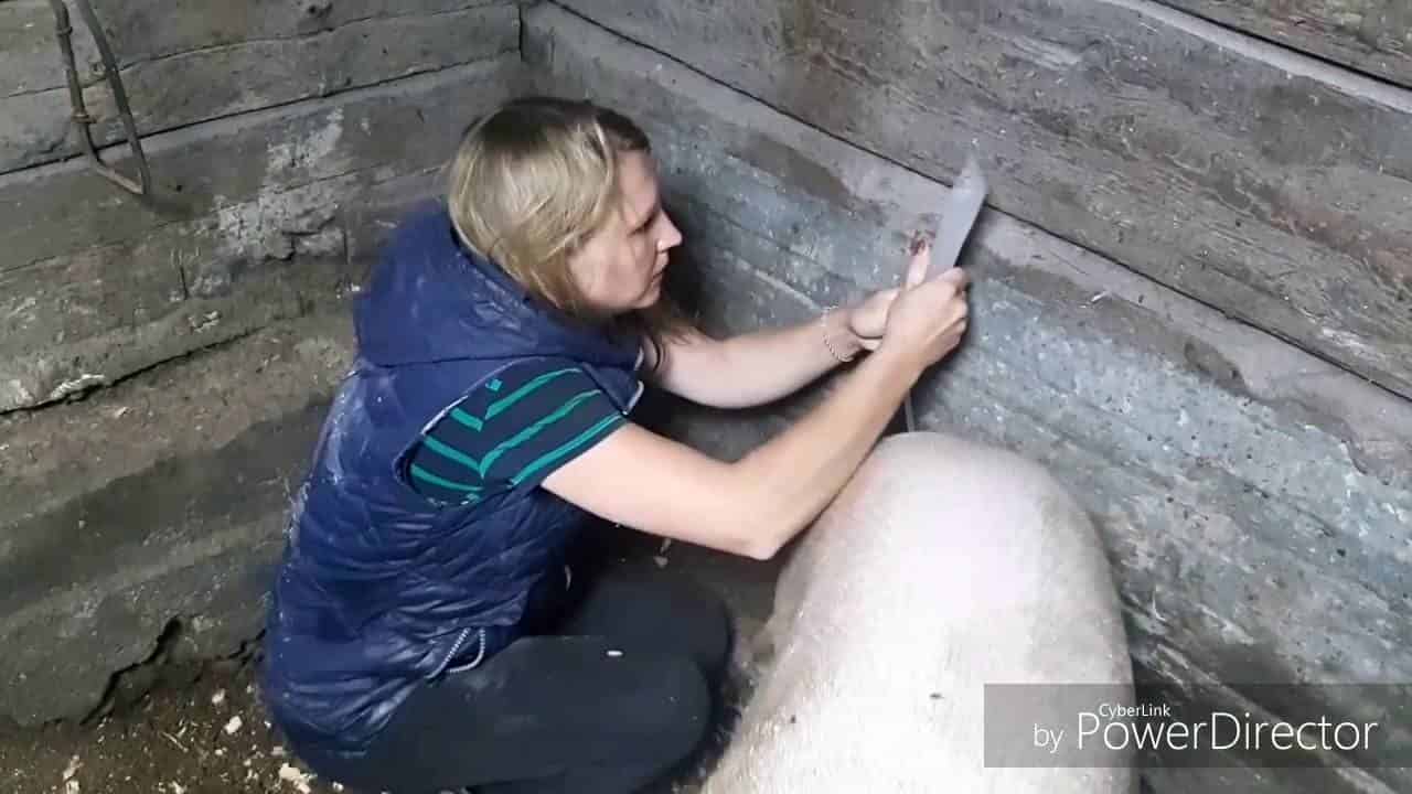 Биология и техника размножения свиней