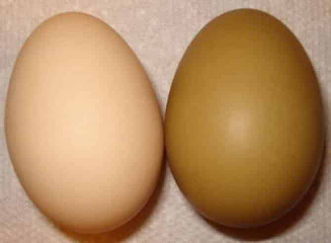 От чего зависит цвет скорлупы куриного яйца?