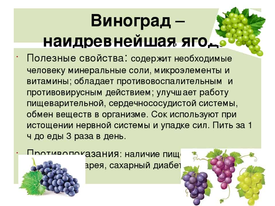 Ягоды винограда не набирают сахара – в чем причина? кислый виноград.