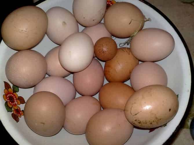 Куры несут маленькие яйца: причины и что делать?
