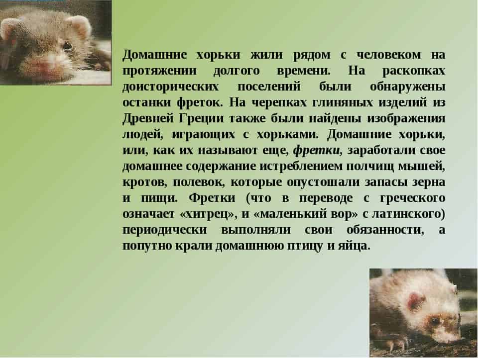 Стерилизация хорька: цели и способы