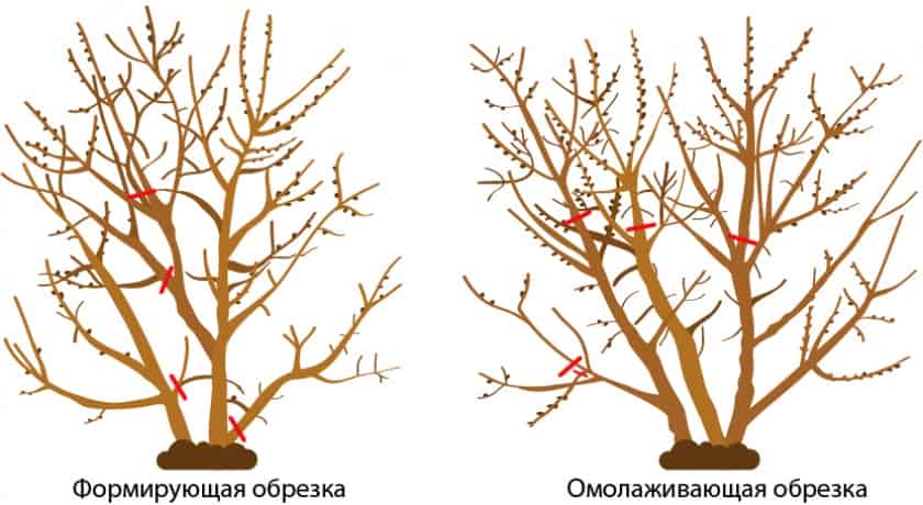 Как размножить облепиху: обзор эффективных методов