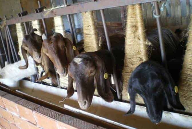 Кормушки для коз своими руками под сено и другие корма