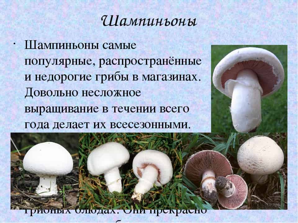 Шампиньоны
